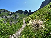 36 Pulsatilla alpina (fruttescenza post-fioritura) 